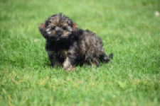 Maltipoo (teef) 68577