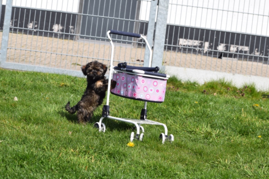 Maltipoo (teef) 68577