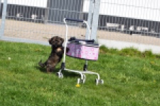 Maltipoo (teef) 68577