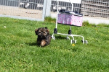 Maltipoo (teef) 68577