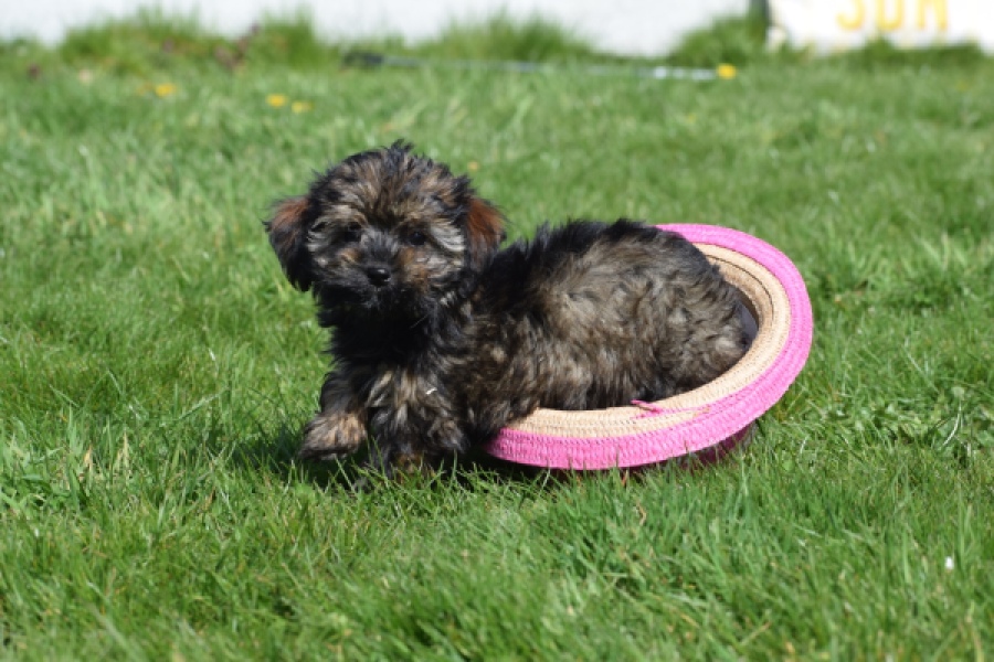 Maltipoo (teef) 68577