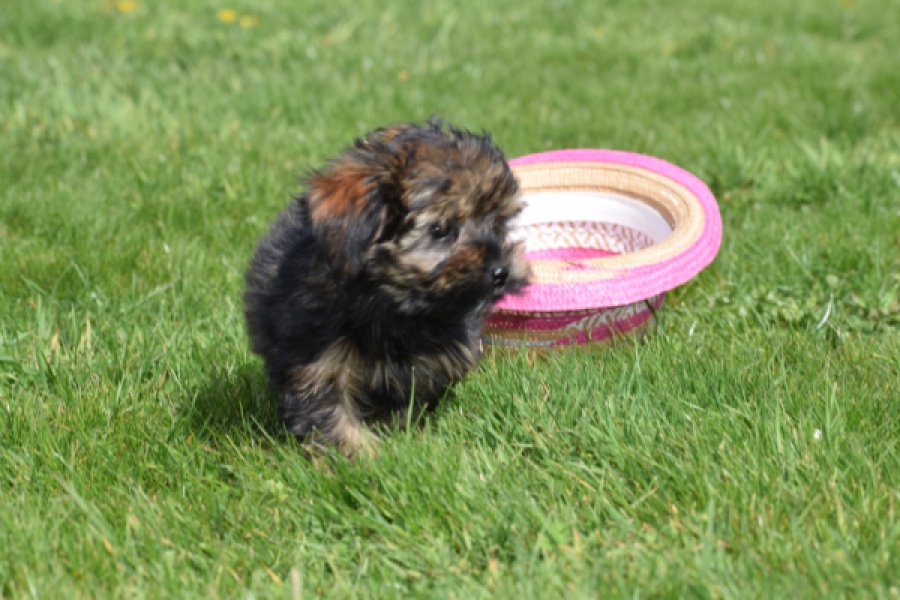 Maltipoo (teef) 68577