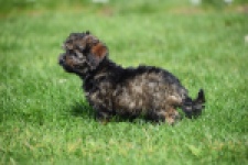 Maltipoo (teef) 68577