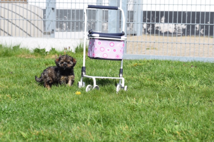 Maltipoo (teef) 68577