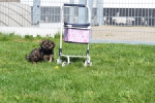 Maltipoo (teef) 68577