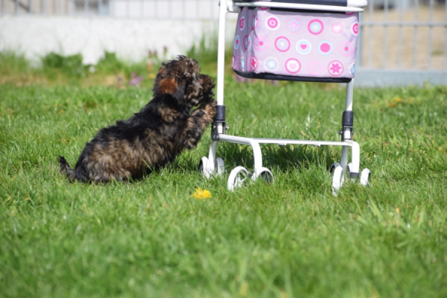 Maltipoo (teef) 68577