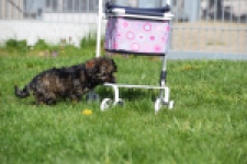 Maltipoo (teef) 68577