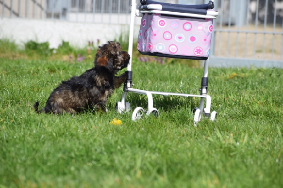 Maltipoo (teef) 68577