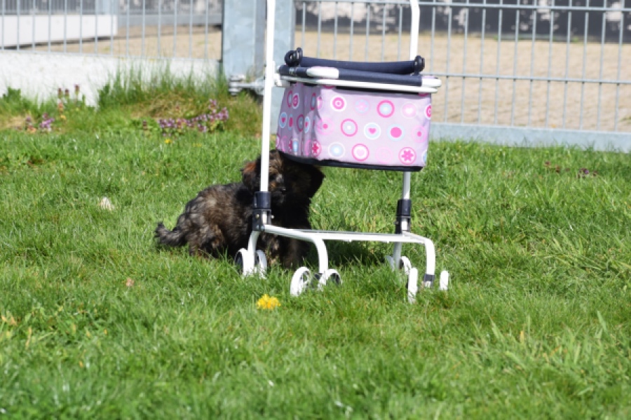 Maltipoo (teef) 68577