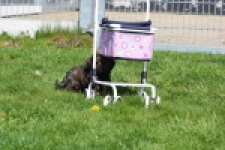 Maltipoo (teef) 68577