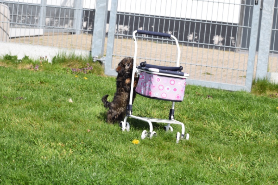 Maltipoo (teef) 68577