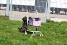 Maltipoo (teef) 68577