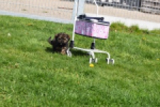 Maltipoo (teef) 68577