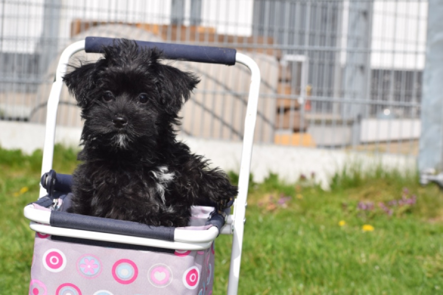 Maltipoo (reu) 68413