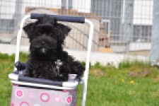 Maltipoo (reu) 68413
