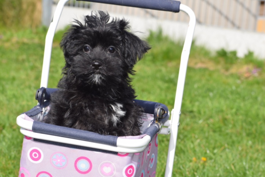Maltipoo (reu) 68413