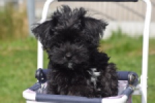 Maltipoo (reu) 68413