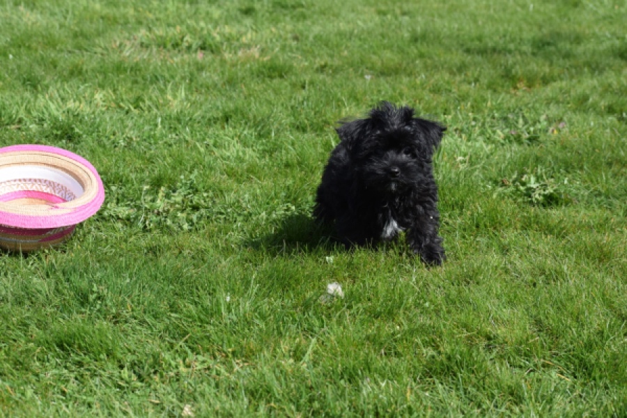 Maltipoo (reu) 68413