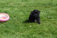 Maltipoo (reu) 68413