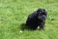 Maltipoo (reu) 68413