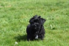 Maltipoo (reu) 68413