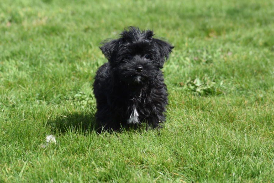 Maltipoo (reu) 68413