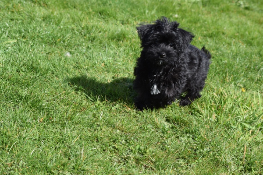 Maltipoo (reu) 68413