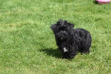 Maltipoo (reu) 68413