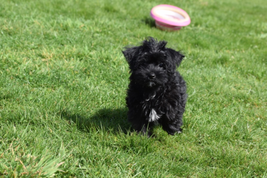 Maltipoo (reu) 68413