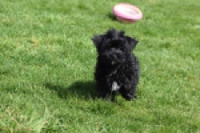 Maltipoo (reu) 68413