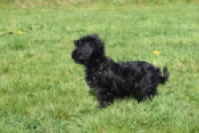 Maltipoo (reu) 68413