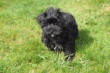 Maltipoo (reu) 68413