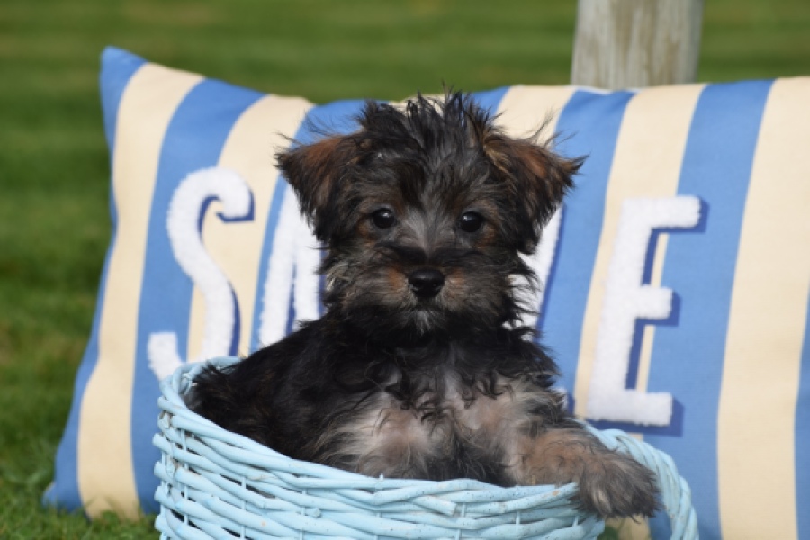 Maltipoo (reu) 68422