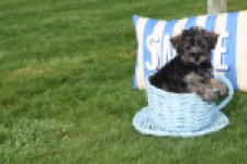 Maltipoo (reu) 68422