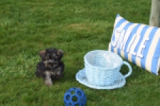 Maltipoo (reu) 68422