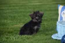 Maltipoo (reu) 68422