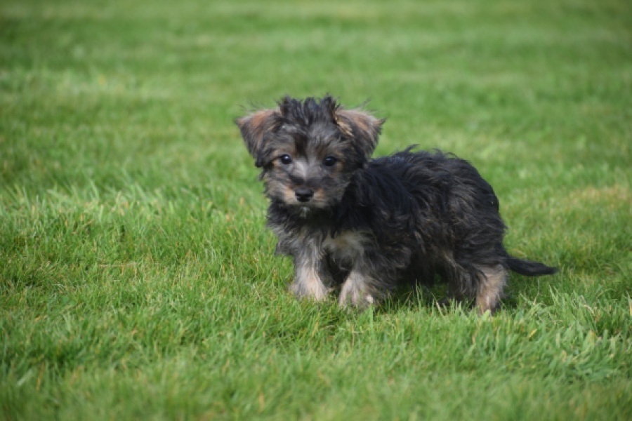 Maltipoo (reu) 68422