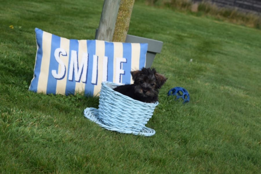 Maltipoo (reu) 68422