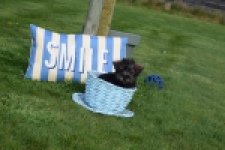 Maltipoo (reu) 68422