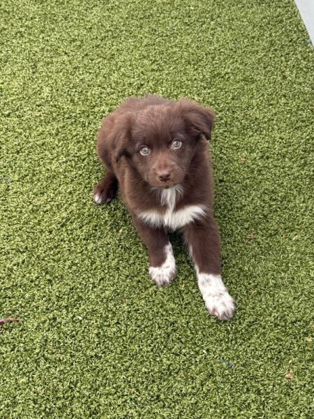 Border collie choco