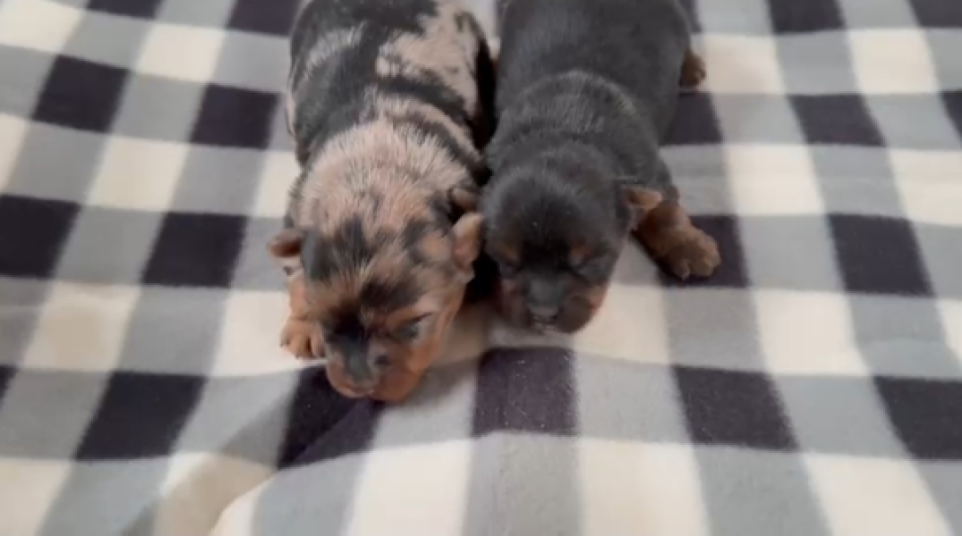 Yorkshire terrier nestje 