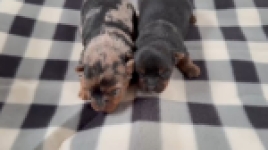 Yorkshire terrier nestje 