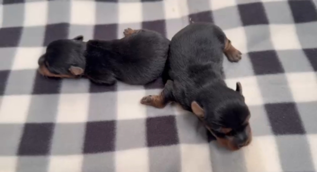 Yorkshire terrier nestje 