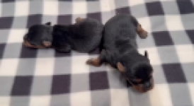 Yorkshire terrier nestje 