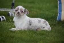 Chihuahua (reu) 38789