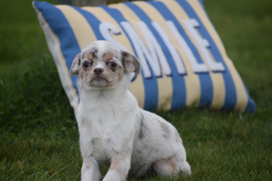 Chihuahua (reu) 38789