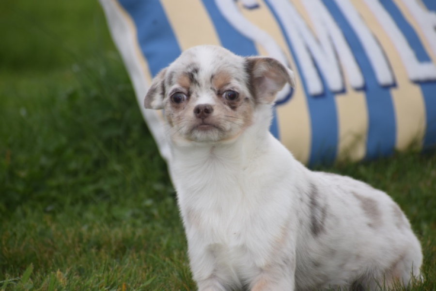 Chihuahua (reu) 38789