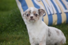 Chihuahua (reu) 38789
