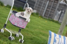 Chihuahua (reu) 38789