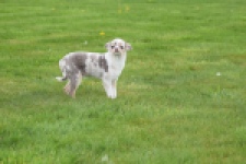 Chihuahua (reu) 38789